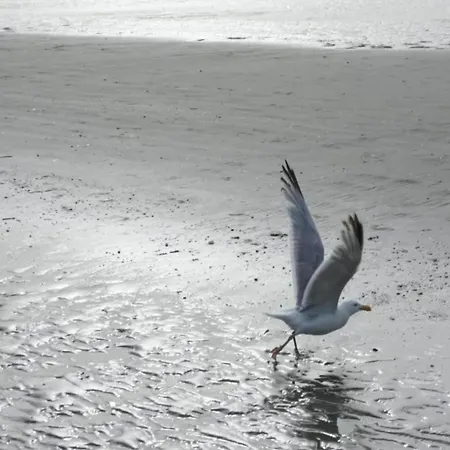 In Near The Sea, Cleaning Included * Koksijde